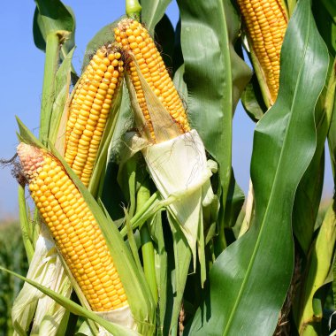 Close up view of ripe corn cobs in a field 