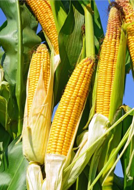 Close up view of ripe corn cobs in a field 