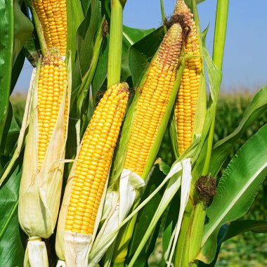 Close up view of ripe corn cobs in a field 