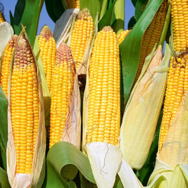 Close up view of ripe corn cobs in a field 
