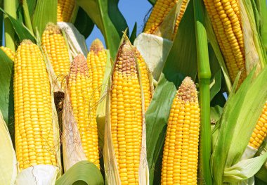 Close up view of ripe corn cobs in a field 