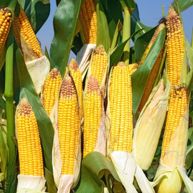 Close up view of ripe corn cobs in a field 