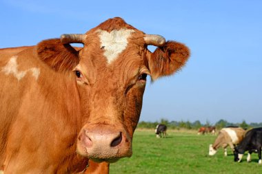 cow portrait on a blue sky background