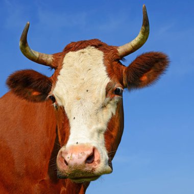 cow head portrait on a sky background