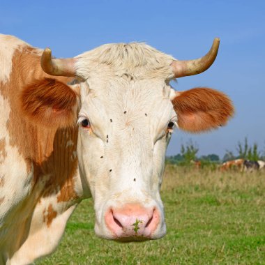 cow portrait on a blue sky background