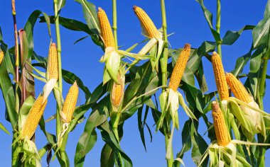 Bir tarladaki olgun mısır koçanlarının yakın görüntüsü 
