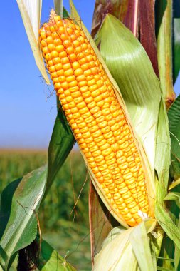 Tarladaki olgun mısır koçanı manzarasını kapat. 