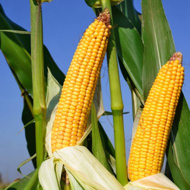 Close up view of ripe corn cobs in a field 