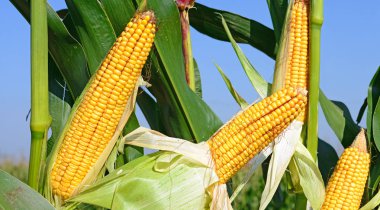 Bir tarladaki olgun mısır koçanlarının yakın görüntüsü 