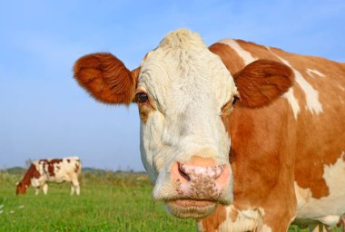 Güneşli bir günde, yaz otlağında inek