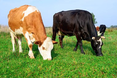Güneşli bir günde, yaz otlağında inekler
