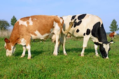Güneşli bir günde, yaz otlağında inekler