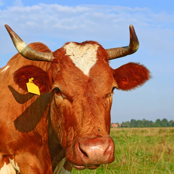 Cow Head Portrait Sky Background — Stock Photo, Image