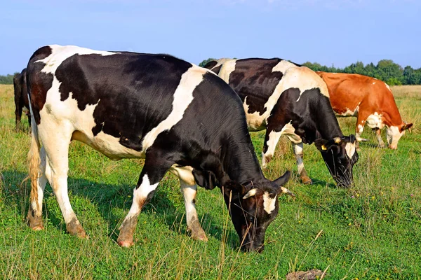 Vacas Pasto Verão Dia Ensolarado — Fotografia de Stock