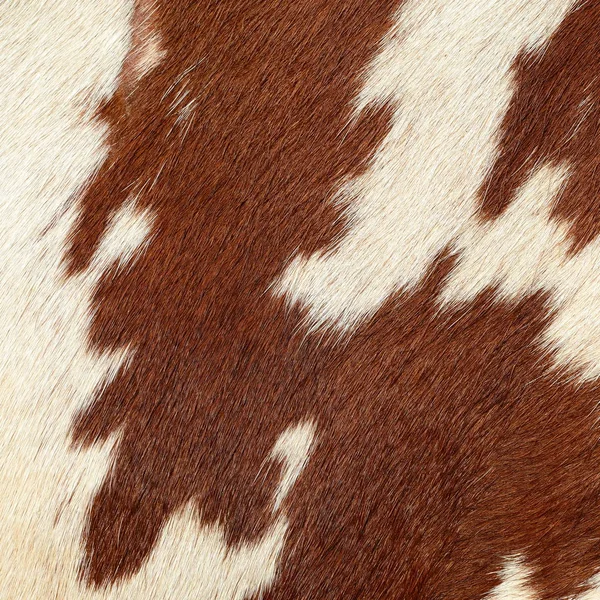 Fragment Cow Skin Animal Background — Stockfoto