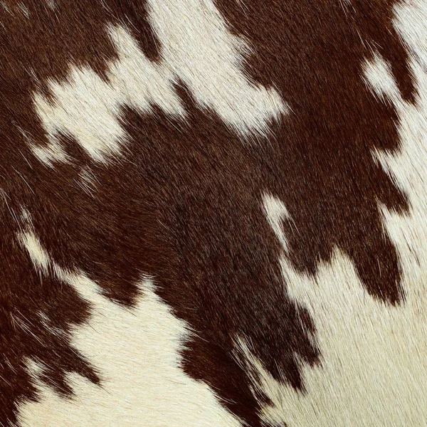 Fragment Cow Skin Animal Background — 图库照片