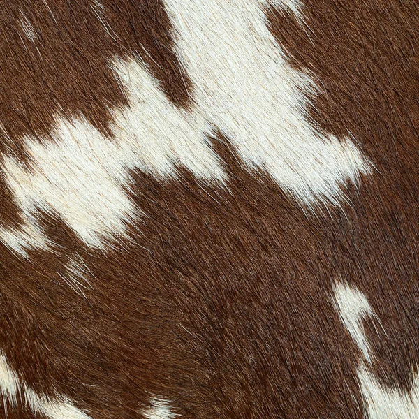 Fragment Cow Skin Animal Background — Photo