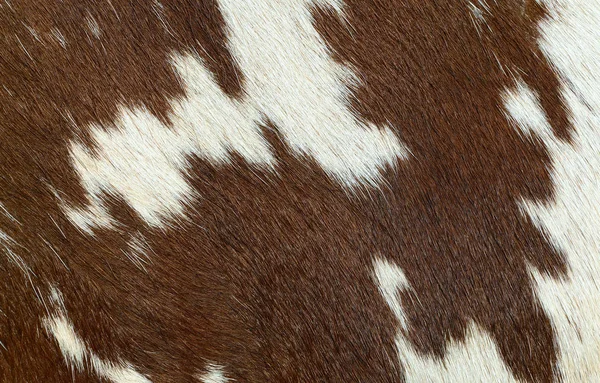 Fragment Cow Skin Animal Background — Stockfoto