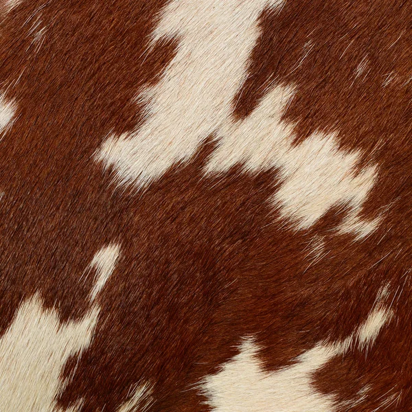 Fragment Cow Skin Animal Background — Foto de Stock