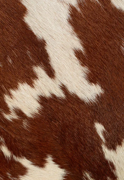 Fragment Cow Skin Animal Background — Stok fotoğraf