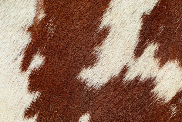 Fragment Cow Skin Animal Background — Foto de Stock