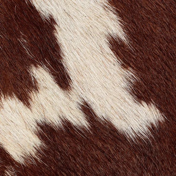 Fragment Cow Skin Animal Background — Foto de Stock