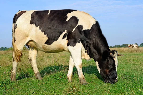 Cow Summer Pasture Sunny Day — Stockfoto