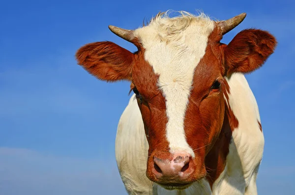 Cow Head Portrait Sky Background — Foto Stock