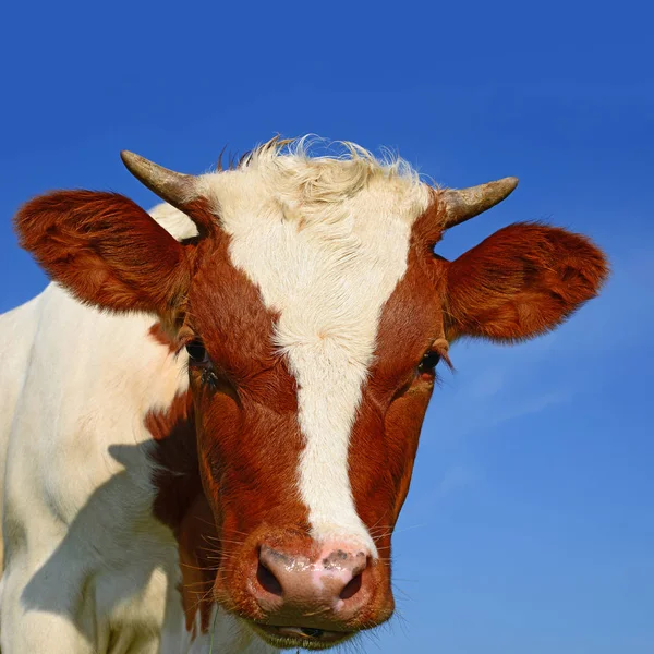 Cow Head Portrait Sky Background — Foto Stock