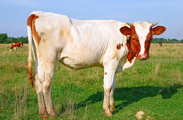 Cow Summer Pasture Sunny Day — Stockfoto