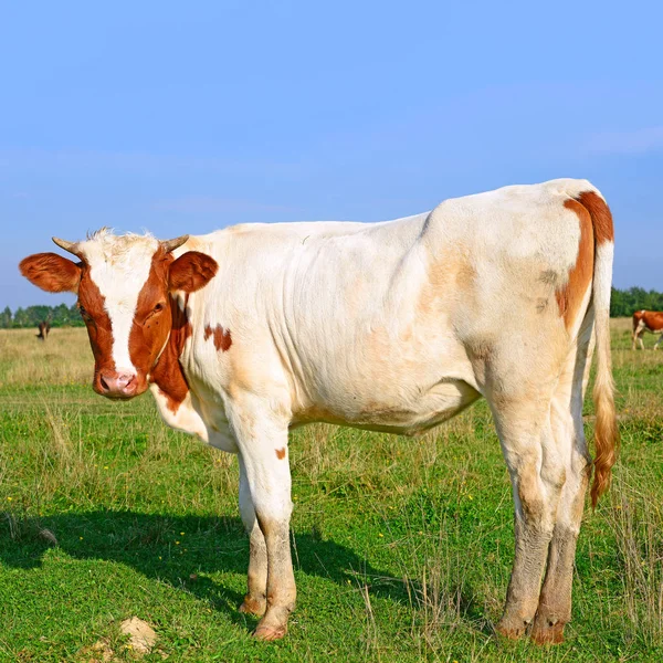 Cow Summer Pasture Sunny Day — Fotografia de Stock