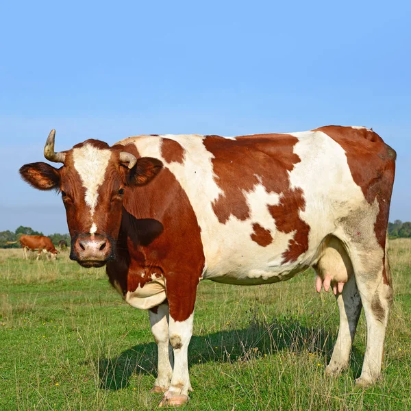 Koe Een Zomerweide Een Zonnige Dag — Stockfoto