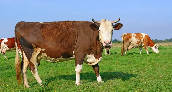 Cows Summer Pasture Sunny Day — Stockfoto