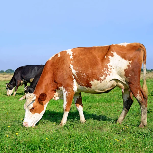 Cows Summer Pasture Sunny Day — 图库照片