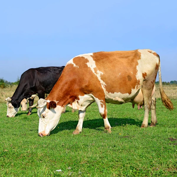 Cows Summer Pasture Sunny Day — ストック写真