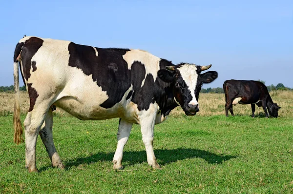 Vaches Sur Pâturage Été Dans Une Journée Ensoleillée — Photo