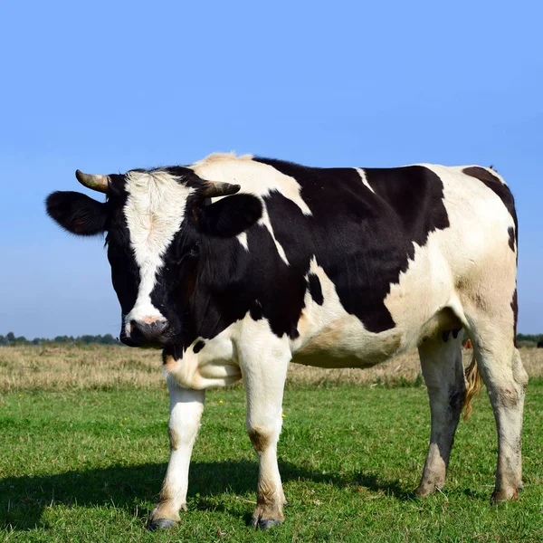 Koe Een Zomerweide Een Zonnige Dag — Stockfoto