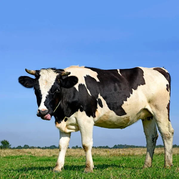 Vaca Pasto Verano Día Soleado — Foto de Stock