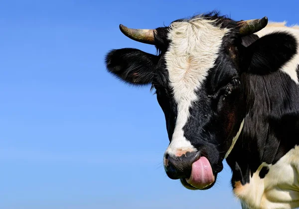 Cow Portrait Blue Sky Background — Zdjęcie stockowe