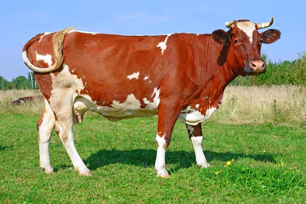 Vaca Pasto Verão Dia Ensolarado — Fotografia de Stock