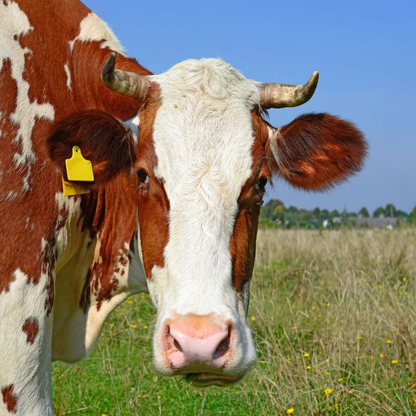 Cow Portrait Blue Sky Background — Stockfoto