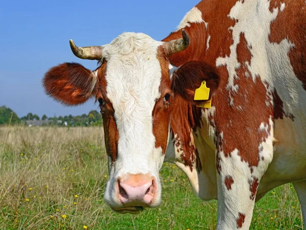 Cow Portrait Blue Sky Background — Zdjęcie stockowe