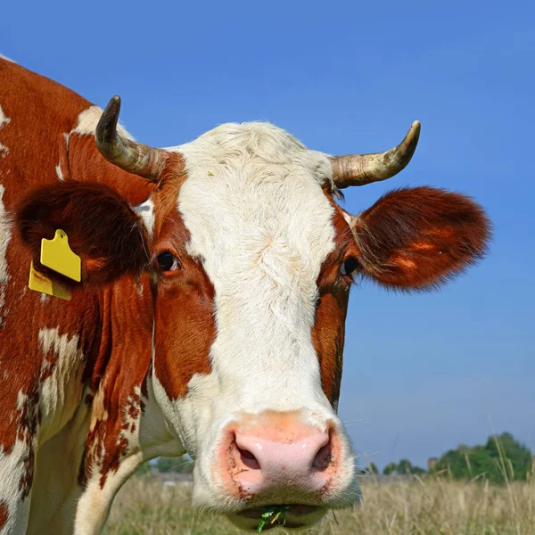 Cow Portrait Blue Sky Background — Stock Fotó