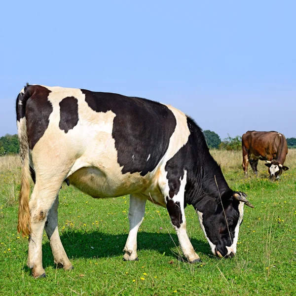 Cows Summer Pasture Sunny Day — ストック写真