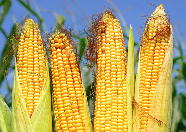 Close View Ripe Corn Cobs Field — Stockfoto