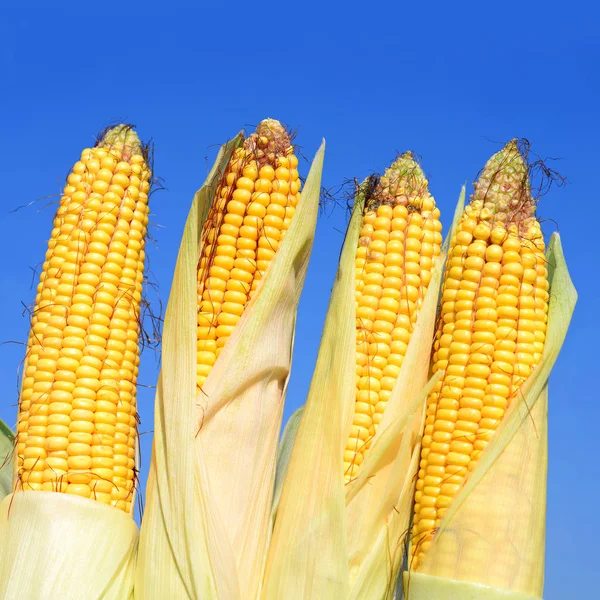 Close View Ripe Corn Cobs Field — Foto de Stock