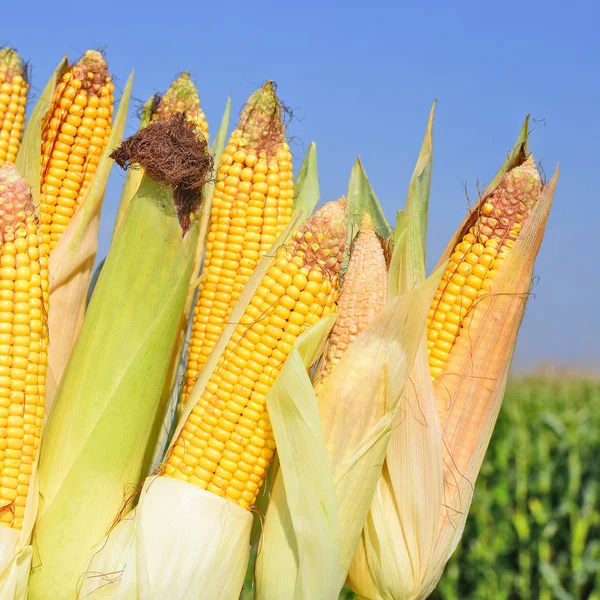 Close View Ripe Corn Cobs Field — Stockfoto