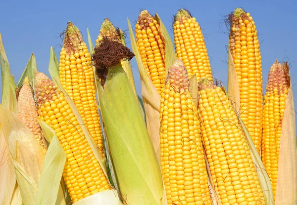 Close View Ripe Corn Cobs Field — Fotografia de Stock