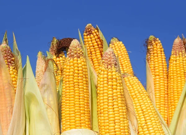 Close View Ripe Corn Cobs Field — Stock Photo, Image