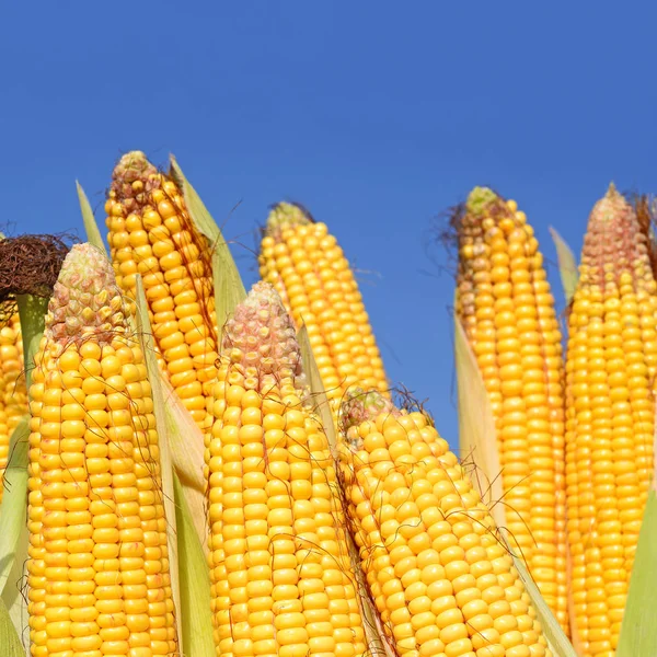 Close View Ripe Corn Cobs Field - Stock-foto